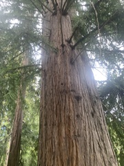 Sequoia