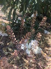 Lepidium