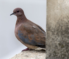 Streptopelia senegalensis