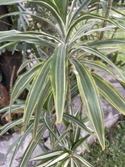 Dracaena