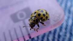 Psyllobora vigintiduopunctata