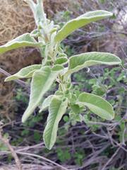 Salvia fruticosa