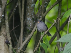 Catamenia