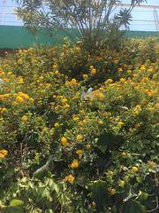 Lantana camara