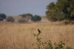 Cisticola tinniens