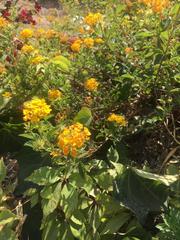 Lantana camara