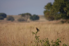 Cisticola tinniens
