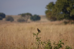 Cisticola tinniens