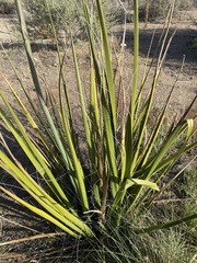 Hesperaloe funifera