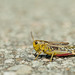 Large Banded Grasshopper - Photo (c) Paul Cools, some rights reserved (CC BY-NC), uploaded by Paul Cools