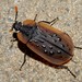 Carrion Beetle - Photo (c) Peter Crowcroft, some rights reserved (CC BY-NC), uploaded by Peter Crowcroft