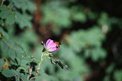 Anthophora bomboides