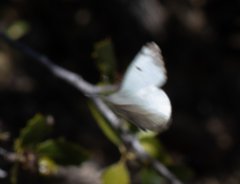 Anthocharis lanceolata