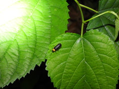 Abscondita cerata