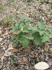Physalis mollis