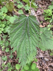 Urtica dioica