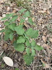 Physalis mollis