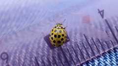 Psyllobora vigintiduopunctata