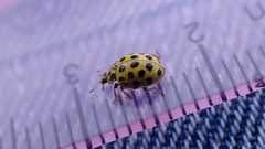 Psyllobora vigintiduopunctata