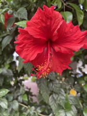 Hibiscus