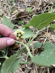 Physalis mollis