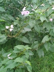 Ipomoea carnea