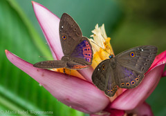 Eurybia molochina