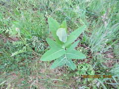Asclepias variegata