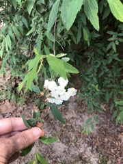 Spiraea cantoniensis