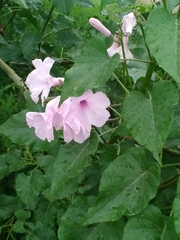 Ipomoea carnea