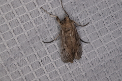 Melitara subumbrella