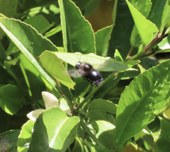 Xylocopa tabaniformis