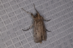 Melitara subumbrella