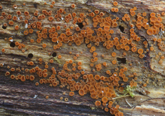 Arachnopeziza trabinelloides