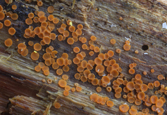 Arachnopeziza trabinelloides