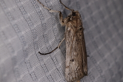 Melitara subumbrella