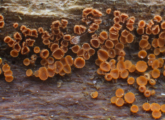 Arachnopeziza trabinelloides