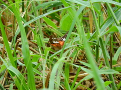 Anartia amathea