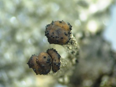 Lichenoconium pyxidatae
