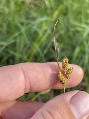 Carex caroliniana