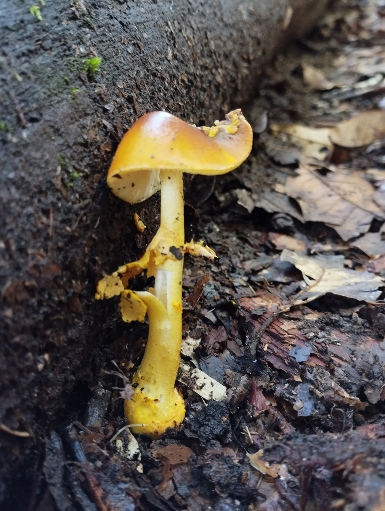 Amanita flavoconia