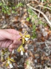 Psychilis krugii