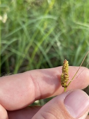 Carex caroliniana