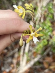 Psychilis krugii