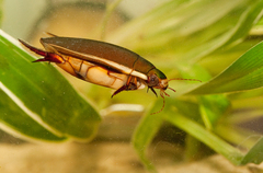 Cybister lateralimarginalis