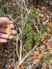 Psychilis krugii
