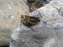 Copidocephala guttata