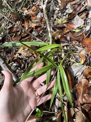 Psychilis krugii