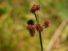Juncus megacephalus
