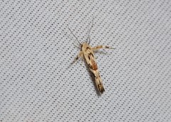 Stathmopoda melanochra